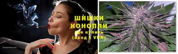 сатива Новозыбков